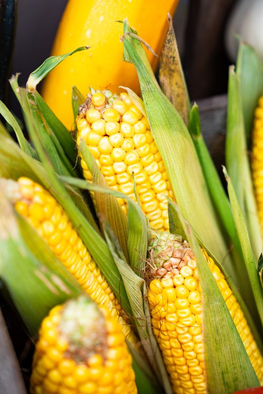 Festiwal Smaków w Rzeczniowie (zdjęcia)