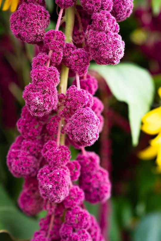Festiwal Smaków w Rzeczniowie (zdjęcia)