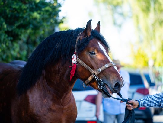 65. Wystawa i sprzedaż Ogierów w Skaryszewie (zdjęcia)