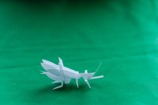 rekordowa kawa 035.jpg