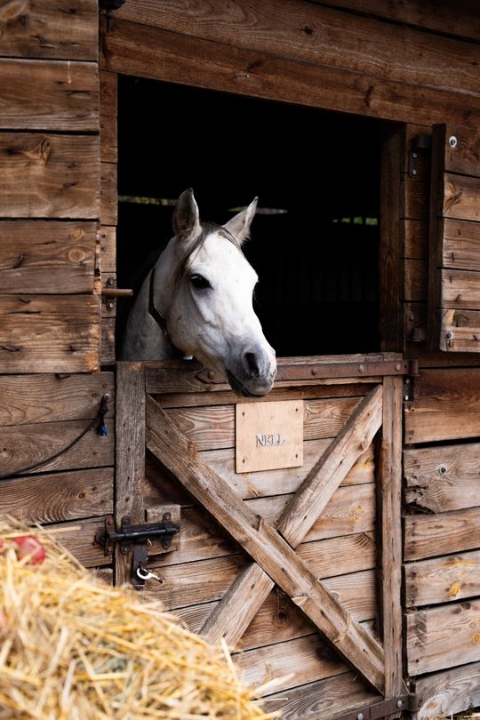 Hubertus 2025 - Święto jeździectwa i przyjaźni ze zwięrzętami w stajni Carino (zdjęcia)
