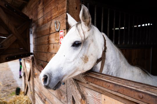 Hubertus 2025 - Święto jeździectwa i przyjaźni ze zwięrzętami w stajni Carino (zdjęcia)