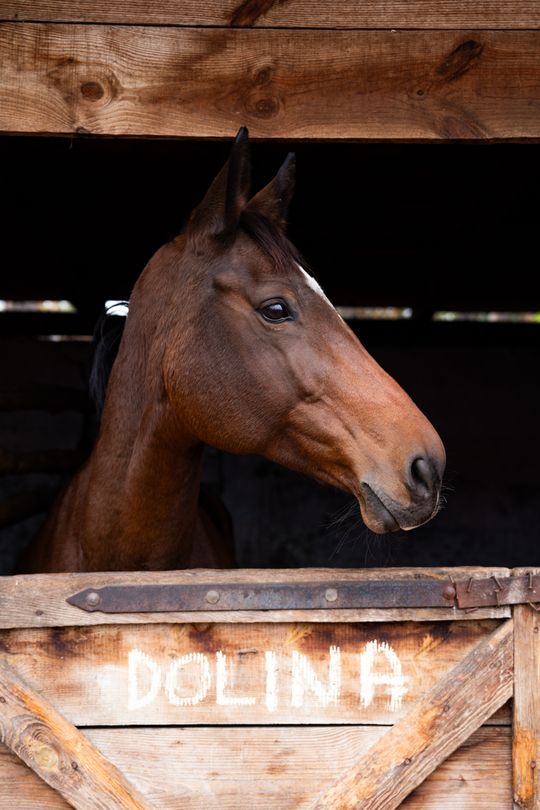 Hubertus 2025 - Święto jeździectwa i przyjaźni ze zwięrzętami w stajni Carino (zdjęcia)