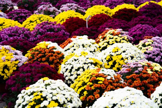 DSC00318.JPG DSC00318.JPG