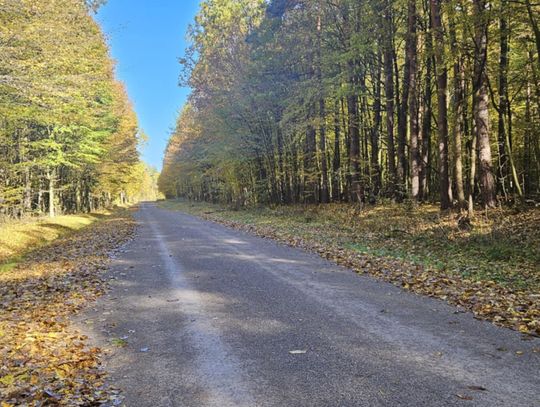 Królewski Gościniec w Puszczy Kozienickiej