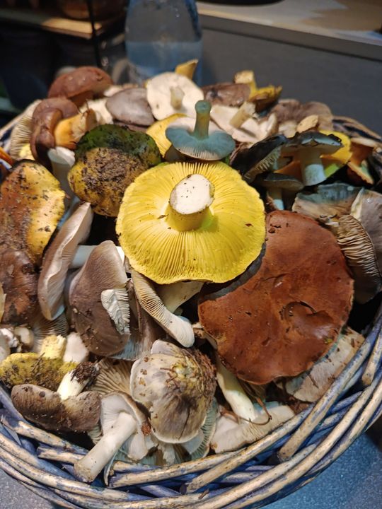 Grzybobranie w Radomskiem. Okolice Pionek