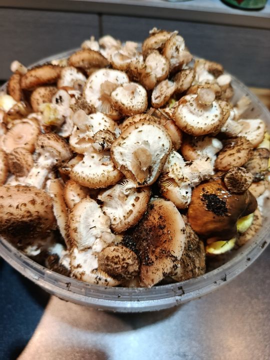 Grzybobranie w Radomskiem. Okolice Pionek