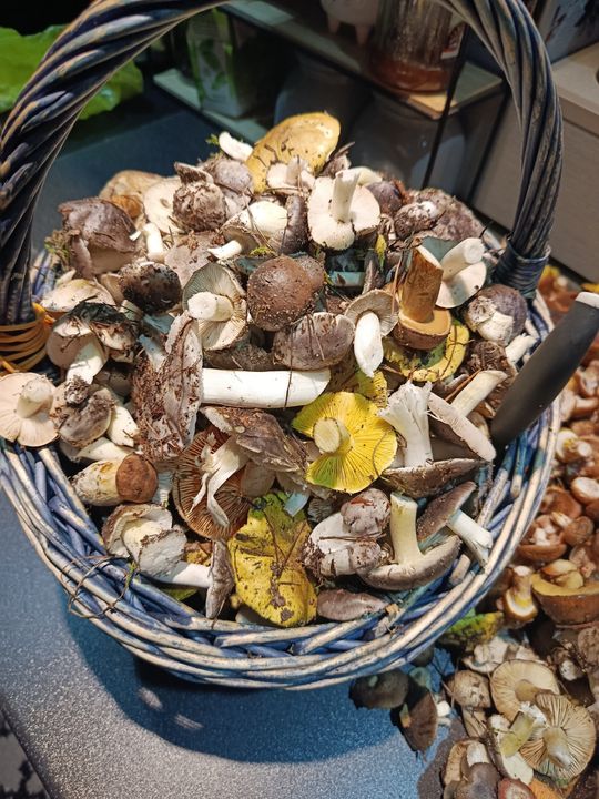 Grzybobranie w Radomskiem. Okolice Pionek