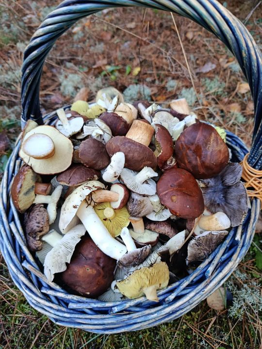 Grzybobranie w Radomskiem. Okolice Pionek