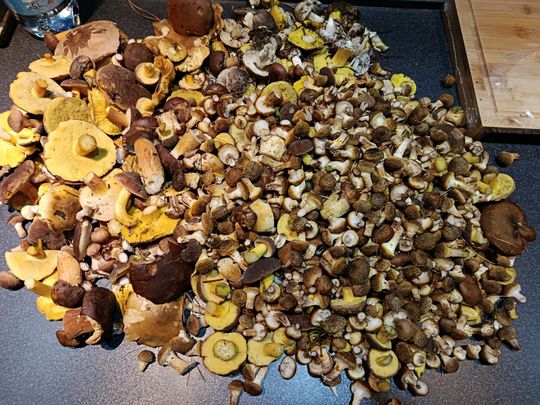 Grzybobranie w Radomskiem. Okolice Pionek