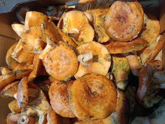 Grzybobranie w Radomskiem. Okolice Pionek