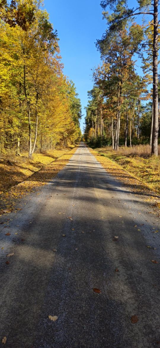 Królewski Gościniec w Puszczy Kozienickiej