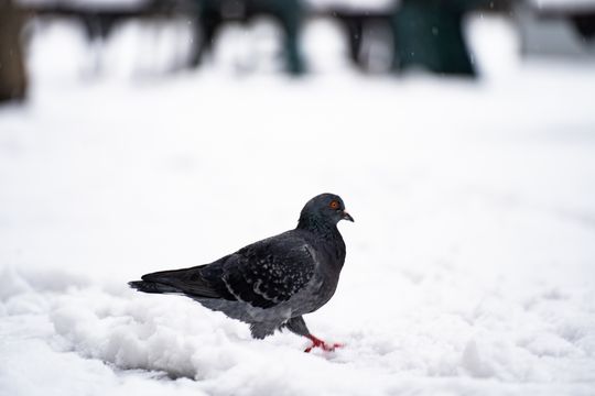 Zimowa niedziela w Radomiu (zdjęcia)