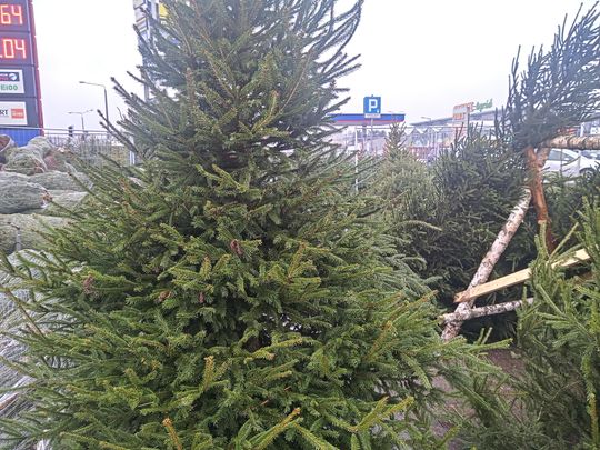 Sprzedaż choinek przy ulicy Wernera w Radomiu