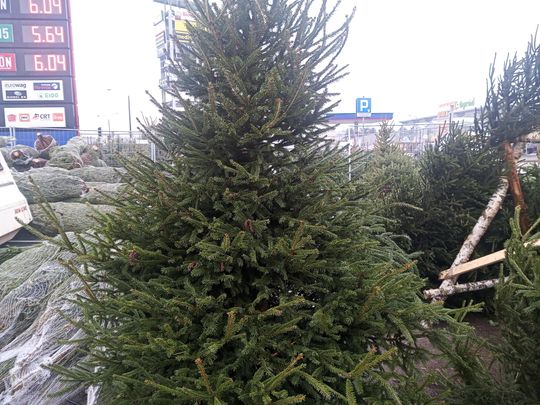 Sprzedaż choinek przy ulicy Wernera w Radomiu