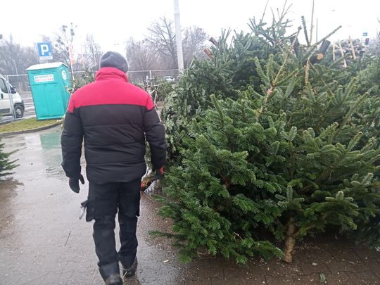 Sprzedaż choinek przy ulicy Wernera w Radomiu