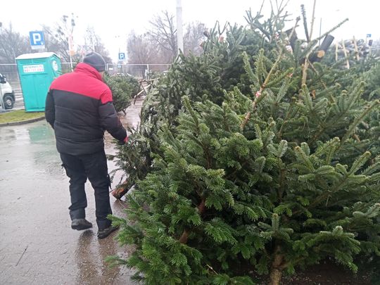 Sprzedaż choinek przy ulicy Wernera w Radomiu Sprzedaż choinek przy ulicy Wernera w Radomiu