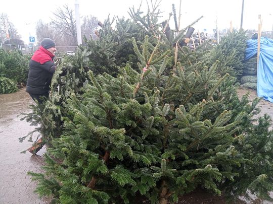 Sprzedaż choinek przy ulicy Wernera w Radomiu