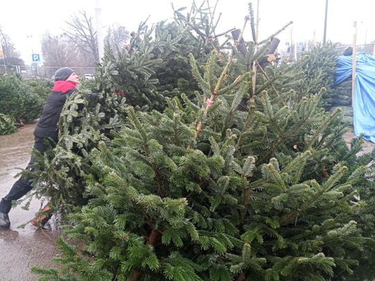 Sprzedaż choinek przy ulicy Wernera w Radomiu
