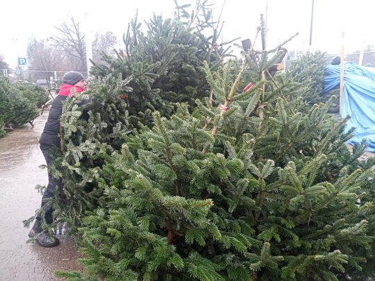 Sprzedaż choinek przy ulicy Wernera w Radomiu