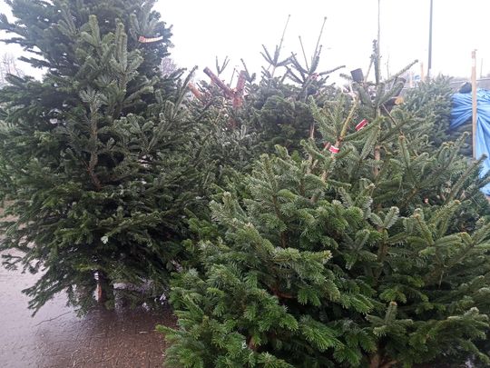 Sprzedaż choinek przy ulicy Wernera w Radomiu