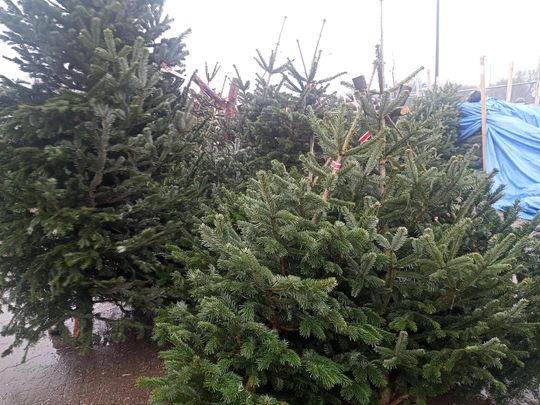 Sprzedaż choinek przy ulicy Wernera w Radomiu Sprzedaż choinek przy ulicy Wernera w Radomiu