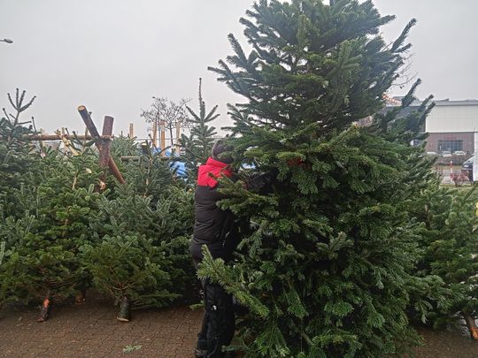 Sprzedaż choinek przy ulicy Wernera w Radomiu Sprzedaż choinek przy ulicy Wernera w Radomiu