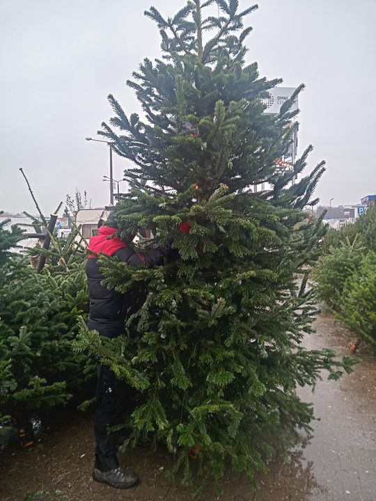 Sprzedaż choinek przy ulicy Wernera w Radomiu