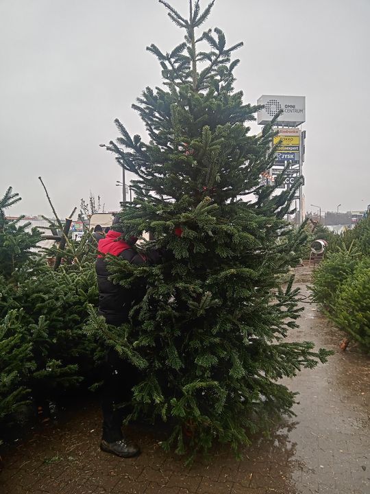 Sprzedaż choinek przy ulicy Wernera w Radomiu Sprzedaż choinek przy ulicy Wernera w Radomiu