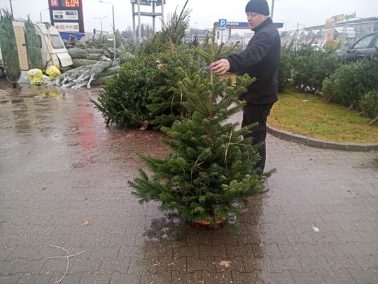 Sprzedaż choinek przy ulicy Wernera w Radomiu Sprzedaż choinek przy ulicy Wernera w Radomiu