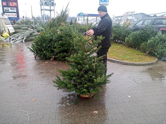 Sprzedaż choinek przy ulicy Wernera w Radomiu Sprzedaż choinek przy ulicy Wernera w Radomiu