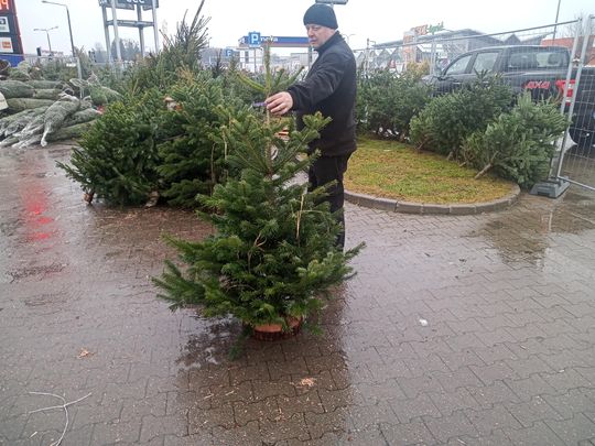 Sprzedaż choinek przy ulicy Wernera w Radomiu Sprzedaż choinek przy ulicy Wernera w Radomiu