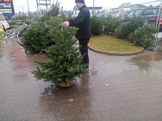Sprzedaż choinek przy ulicy Wernera w Radomiu Sprzedaż choinek przy ulicy Wernera w Radomiu