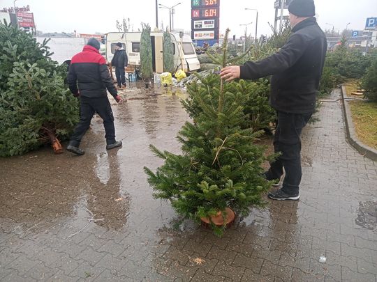 Sprzedaż choinek przy ulicy Wernera w Radomiu Sprzedaż choinek przy ulicy Wernera w Radomiu