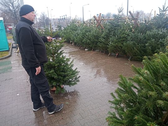 Sprzedaż choinek przy ulicy Wernera w Radomiu Sprzedaż choinek przy ulicy Wernera w Radomiu