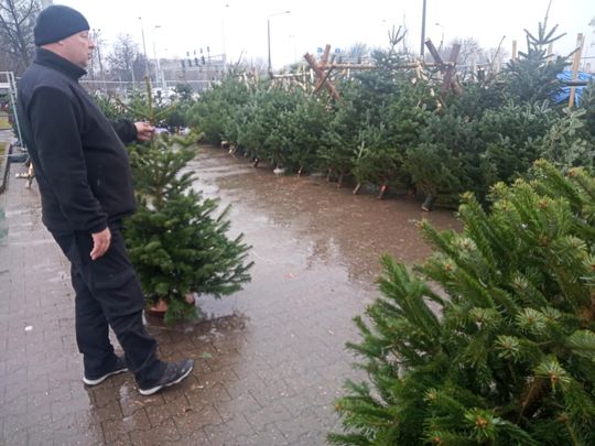 Sprzedaż choinek przy ulicy Wernera w Radomiu