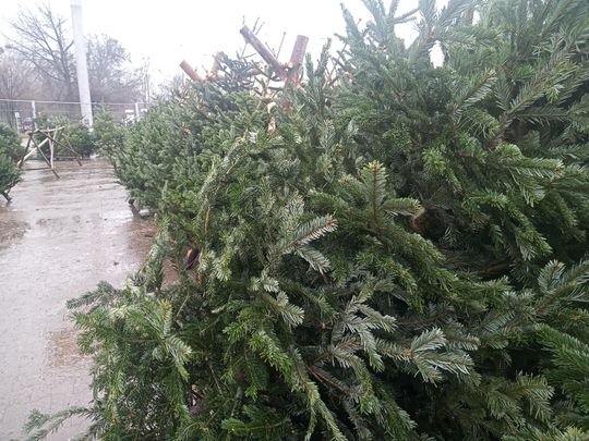 Sprzedaż choinek przy ulicy Wernera w Radomiu
