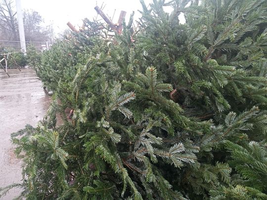 Sprzedaż choinek przy ulicy Wernera w Radomiu