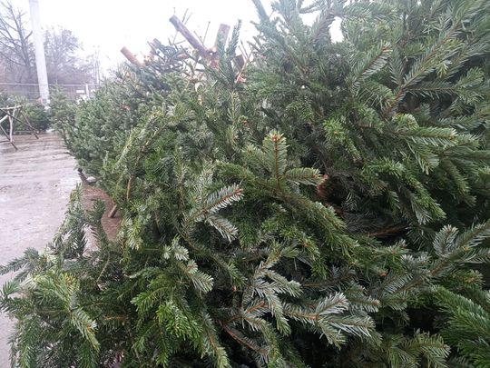 Sprzedaż choinek przy ulicy Wernera w Radomiu Sprzedaż choinek przy ulicy Wernera w Radomiu