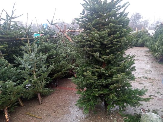 Sprzedaż choinek przy ulicy Wernera w Radomiu