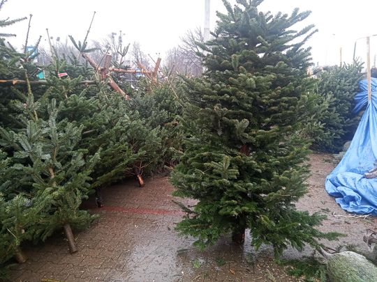 Sprzedaż choinek przy ulicy Wernera w Radomiu Sprzedaż choinek przy ulicy Wernera w Radomiu