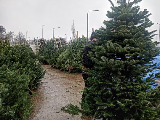 Sprzedaż choinek przy ulicy Wernera w Radomiu Sprzedaż choinek przy ulicy Wernera w Radomiu