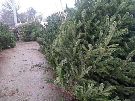Sprzedaż choinek przy ulicy Wernera w Radomiu Sprzedaż choinek przy ulicy Wernera w Radomiu