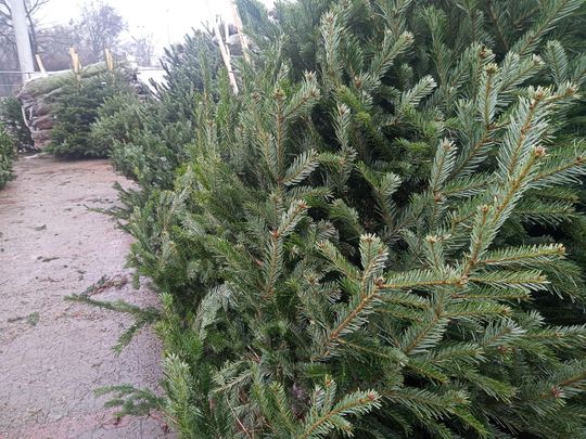Sprzedaż choinek przy ulicy Wernera w Radomiu Sprzedaż choinek przy ulicy Wernera w Radomiu