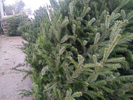Sprzedaż choinek przy ulicy Wernera w Radomiu Sprzedaż choinek przy ulicy Wernera w Radomiu