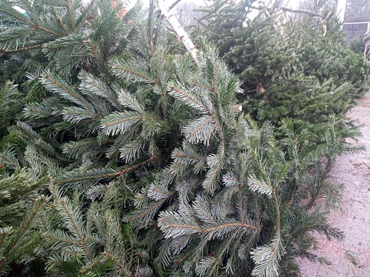 Sprzedaż choinek przy ulicy Wernera w Radomiu Sprzedaż choinek przy ulicy Wernera w Radomiu