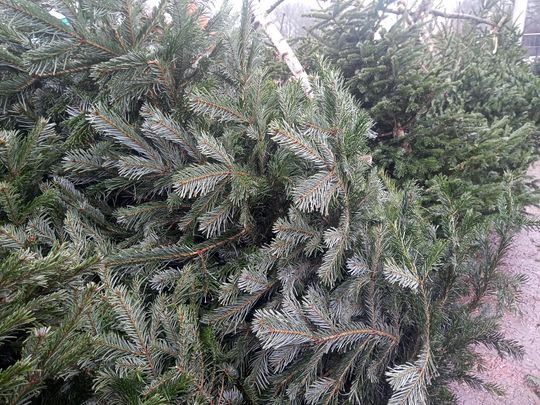 Sprzedaż choinek przy ulicy Wernera w Radomiu