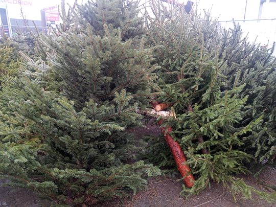 Sprzedaż choinek przy ulicy Wernera w Radomiu