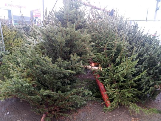 Sprzedaż choinek przy ulicy Wernera w Radomiu Sprzedaż choinek przy ulicy Wernera w Radomiu