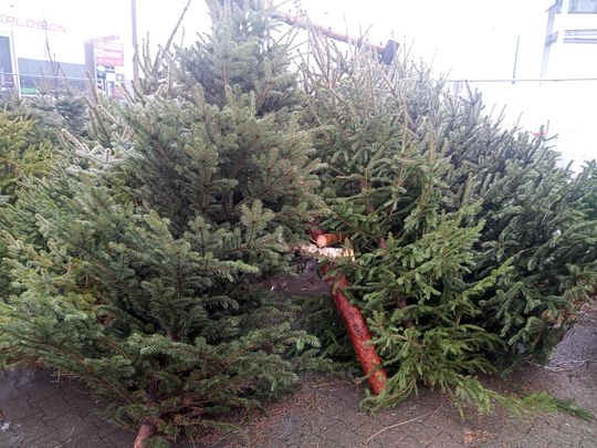 Sprzedaż choinek przy ulicy Wernera w Radomiu